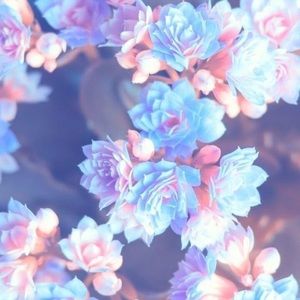 Meet your Posher, Dolores